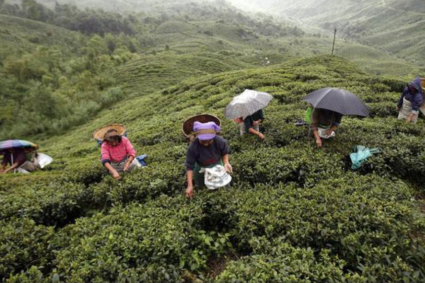 Tea exporters fret over Russia uncertainty