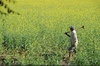 Mustard seed sowing up 22%; wheat slightly down this rabi season, says Agriculture Ministry